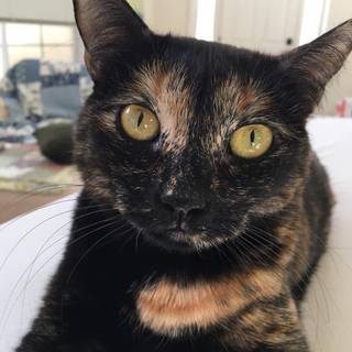 Dark tortoiseshell cat wallpaper