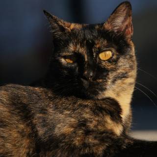 Dark tortoiseshell cat wallpaper
