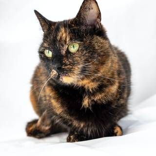 Dark tortoiseshell cat wallpaper