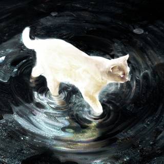 Cat fantasy wallpaper