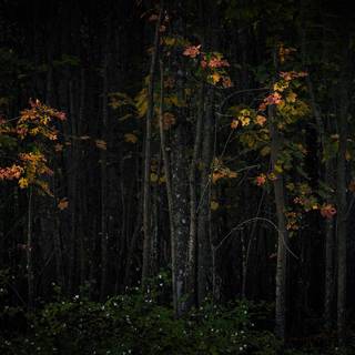 PC grunge aesthetic wallpaper