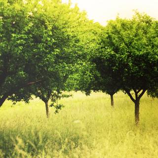 Summer green trees wallpaper