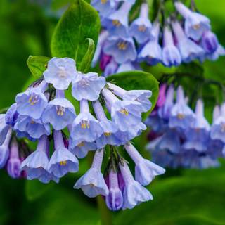 Blue summer flowers wallpaper