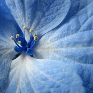 Blue summer flowers wallpaper