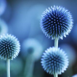 Blue summer flowers wallpaper