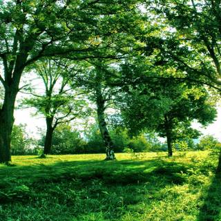 Summer green trees wallpaper