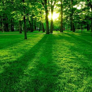 Summer green trees wallpaper