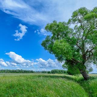 Summer green trees wallpaper