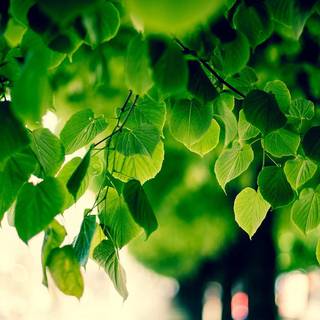 Summer green trees wallpaper