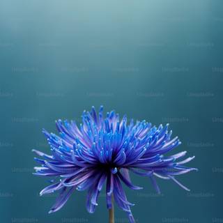 Blue summer flowers wallpaper
