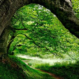 Summer green trees wallpaper