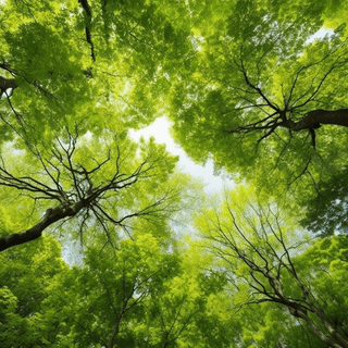 Summer green trees wallpaper