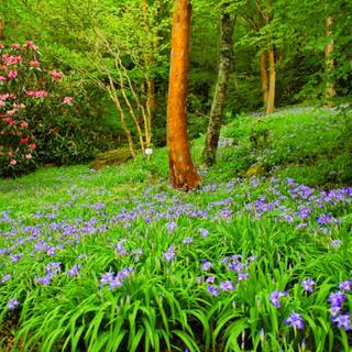 Summer green trees wallpaper