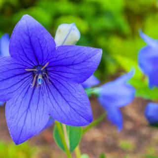 Blue summer flowers wallpaper