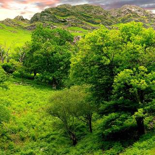 Summer green trees wallpaper