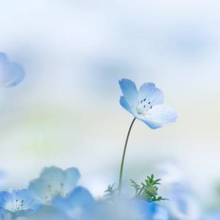 Blue summer flowers wallpaper