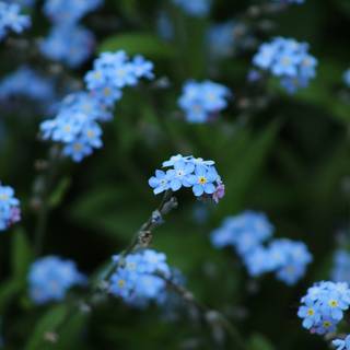 Blue summer flowers wallpaper