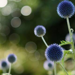 Blue summer flowers wallpaper