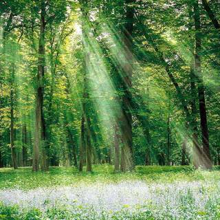 Summer green trees wallpaper