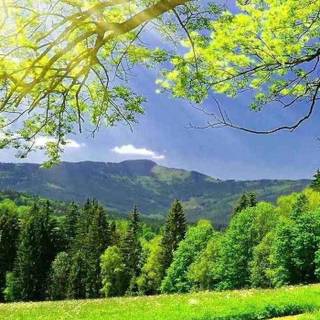 Summer green trees wallpaper