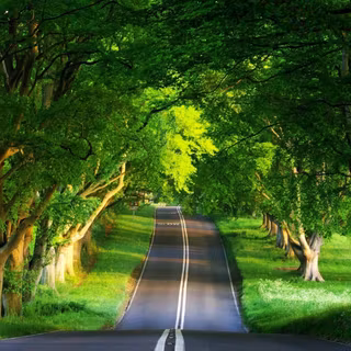 Summer green trees wallpaper