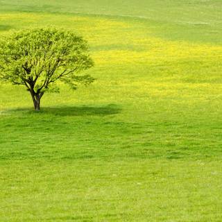 Summer green trees wallpaper