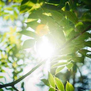 Summer green trees wallpaper