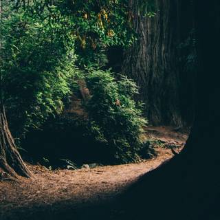 Dark forest 4k desktop wallpaper