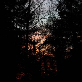 Dark forest 4k desktop wallpaper