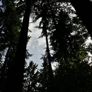 Dark forest 4k desktop wallpaper