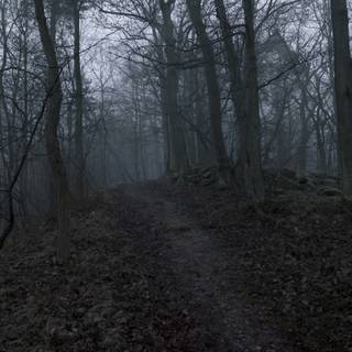 Dark forest 4k desktop wallpaper