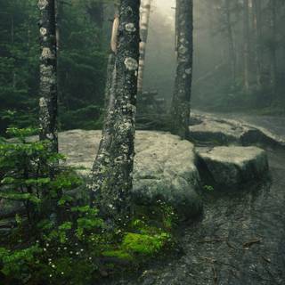 Dark forest 4k desktop wallpaper