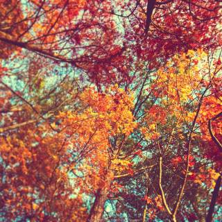 Autumn aesthetic Mac wallpaper