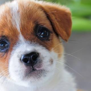 Cute dogs 4k wallpaper