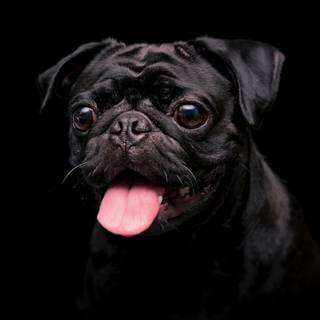 Cute dogs 4k wallpaper