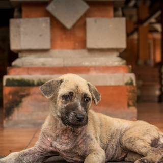 Cute dogs 4k wallpaper