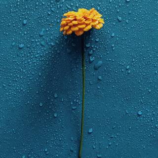 4k water mobile wallpaper