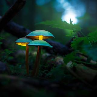 Environment 4k wallpaper