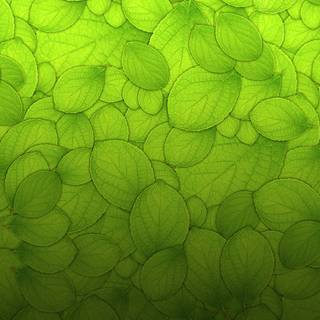 iPad green wallpaper