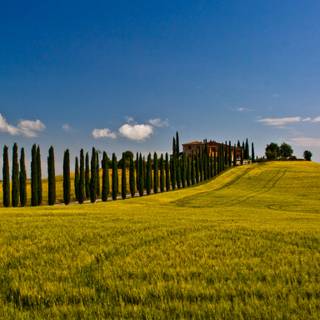 Italian countryside wallpaper