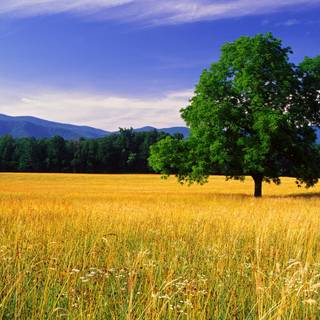 Natural landscape computer wallpaper