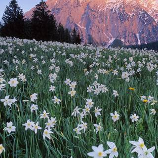 Austria iPhone HD wallpaper