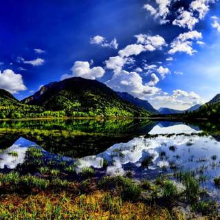 Pine summer wallpaper