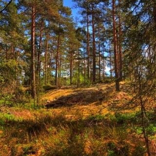 Pine summer wallpaper