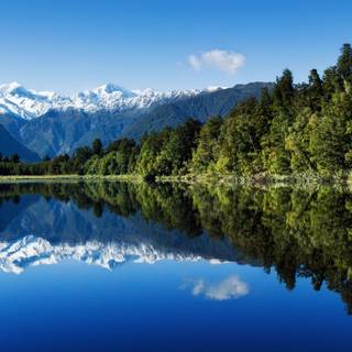 Pine summer wallpaper