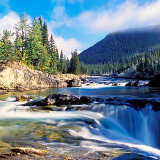 Pine summer wallpaper