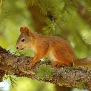 Pine summer wallpaper