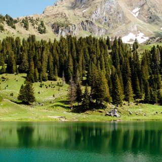 Pine summer wallpaper