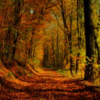 Warm autumn desktop wallpaper