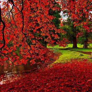 Warm autumn desktop wallpaper